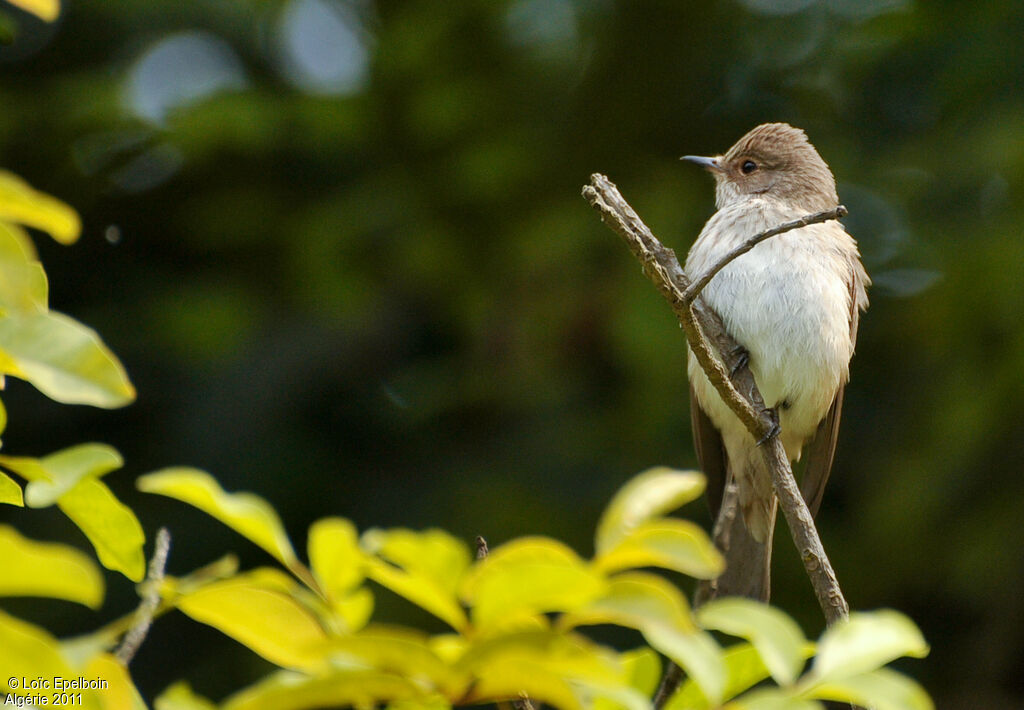 Spotted Flycatcher