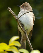 Spotted Flycatcher