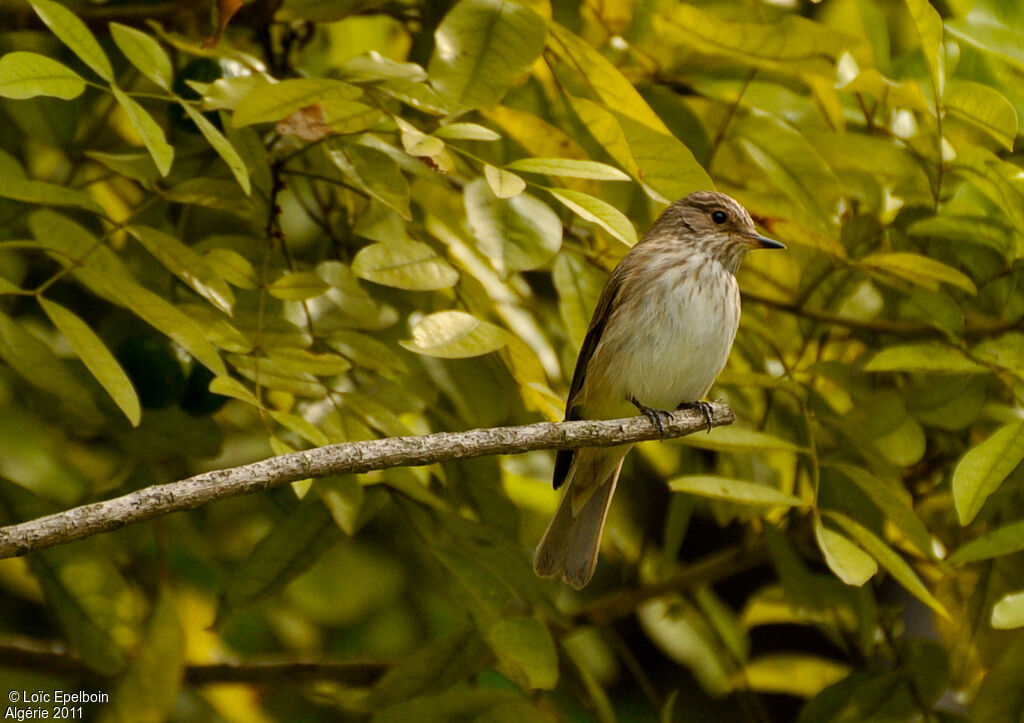 Spotted Flycatcher