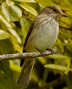 Spotted Flycatcher