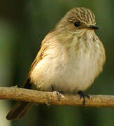 Spotted Flycatcher