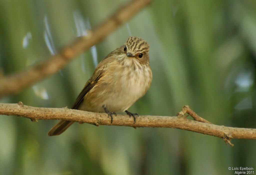 Spotted Flycatcher