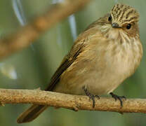 Spotted Flycatcher