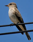 Spotted Flycatcher