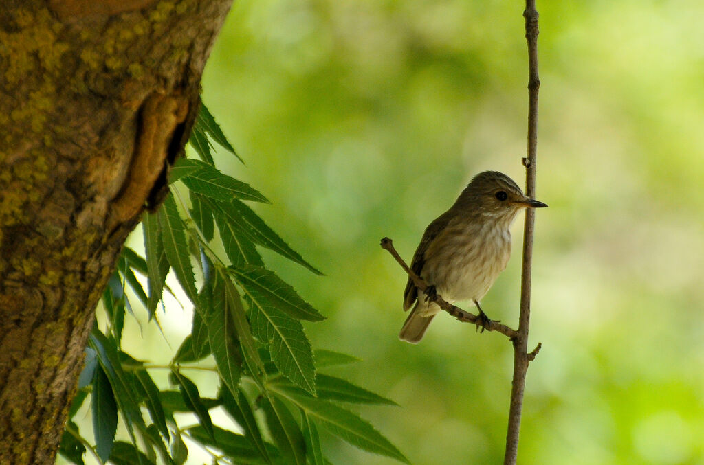 Spotted Flycatcher