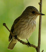 Spotted Flycatcher