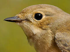 European Pied Flycatcher