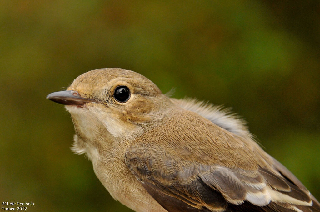 European Pied Flycatcher