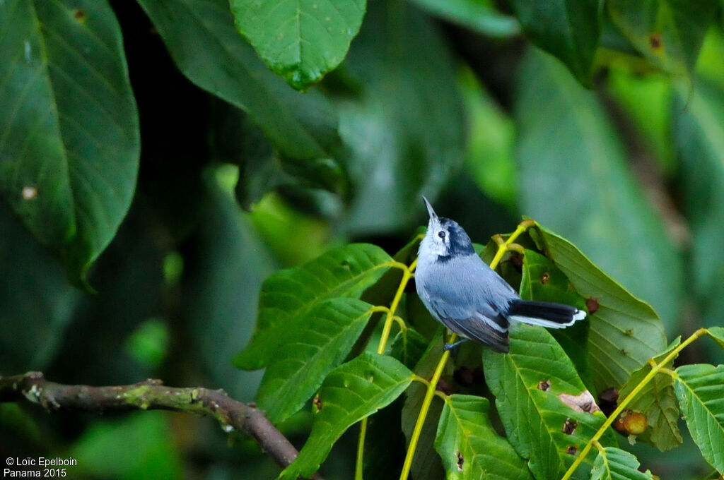 White-browed Gnatcatcher