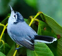 White-browed Gnatcatcher