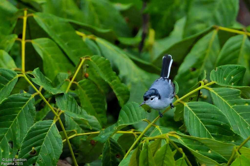 White-browed Gnatcatcher