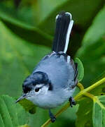 White-browed Gnatcatcher