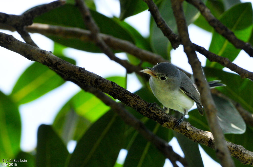 Blue-grey Gnatcatcher