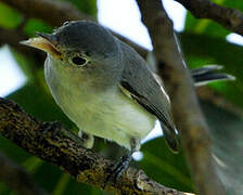 Blue-grey Gnatcatcher