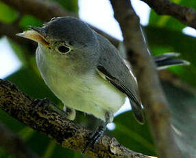 Gobemoucheron gris-bleu