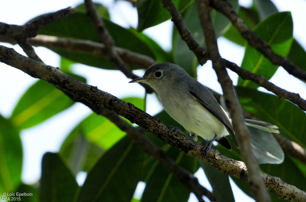 Blue-grey Gnatcatcher