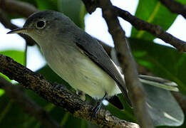 Blue-grey Gnatcatcher