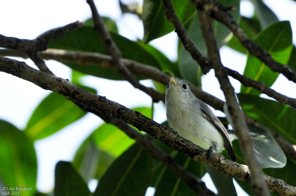 Blue-grey Gnatcatcher