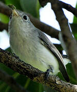 Blue-grey Gnatcatcher