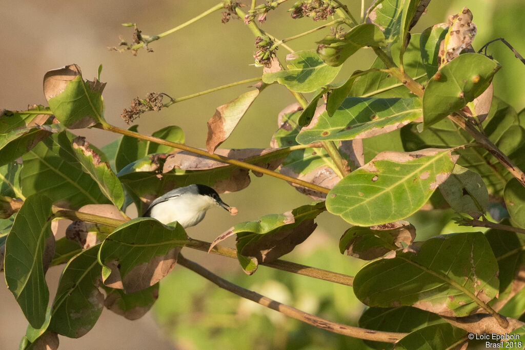 Tropical Gnatcatcher