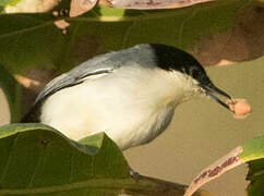 Tropical Gnatcatcher