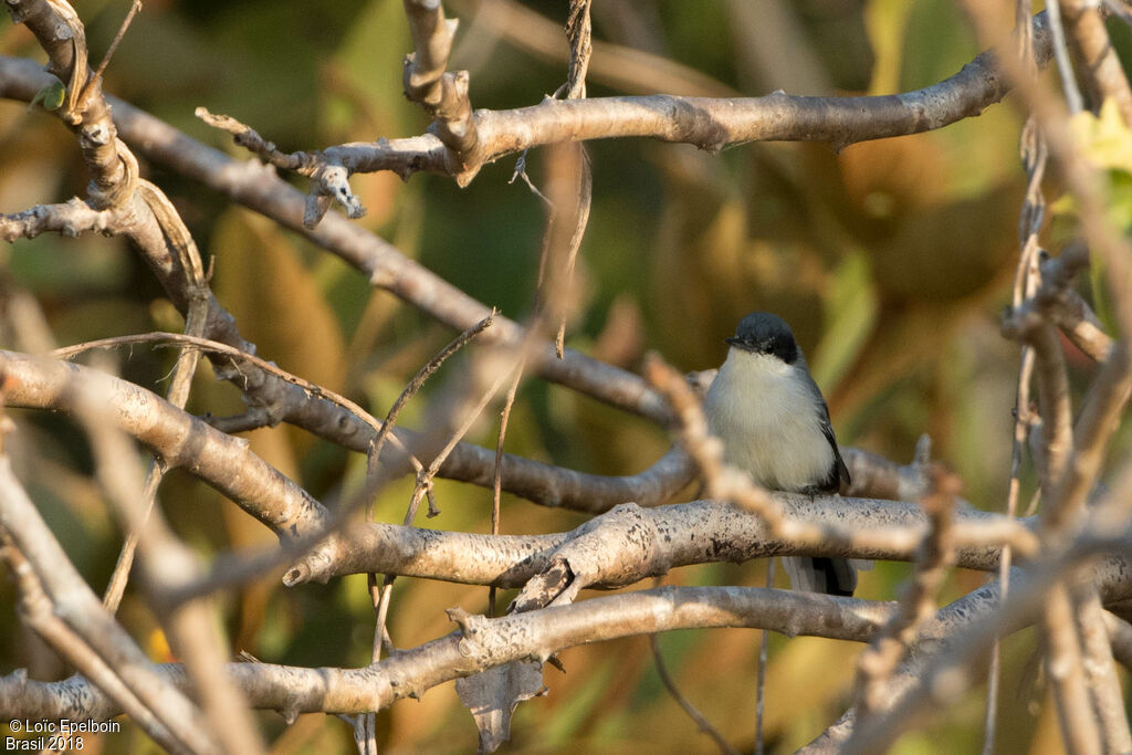 Tropical Gnatcatcher