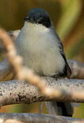 Tropical Gnatcatcher