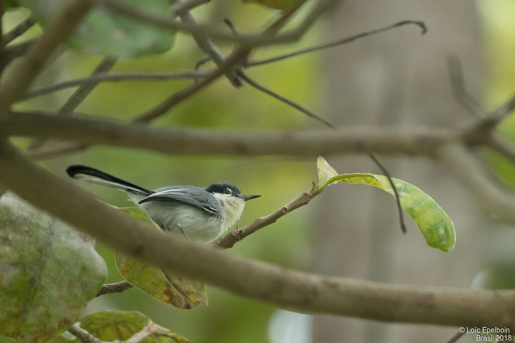 Tropical Gnatcatcher