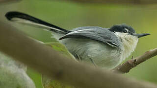 Tropical Gnatcatcher