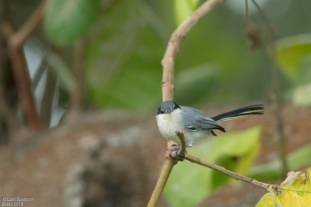 Tropical Gnatcatcher