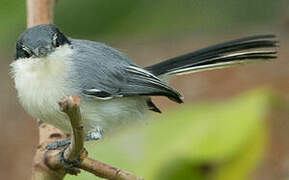 Tropical Gnatcatcher