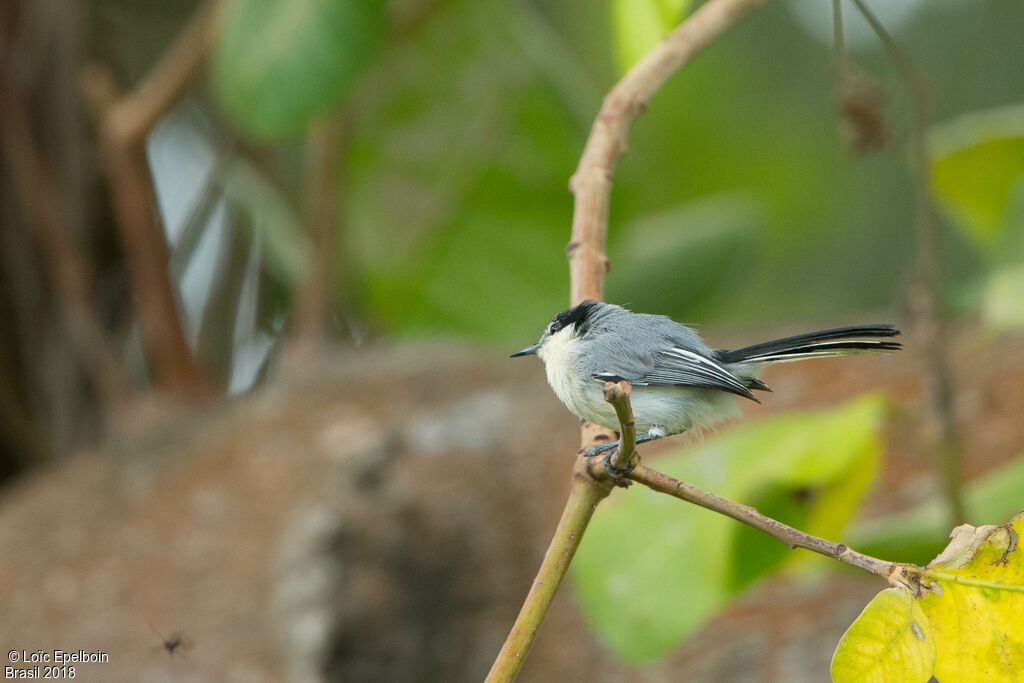 Tropical Gnatcatcher