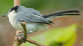 Tropical Gnatcatcher