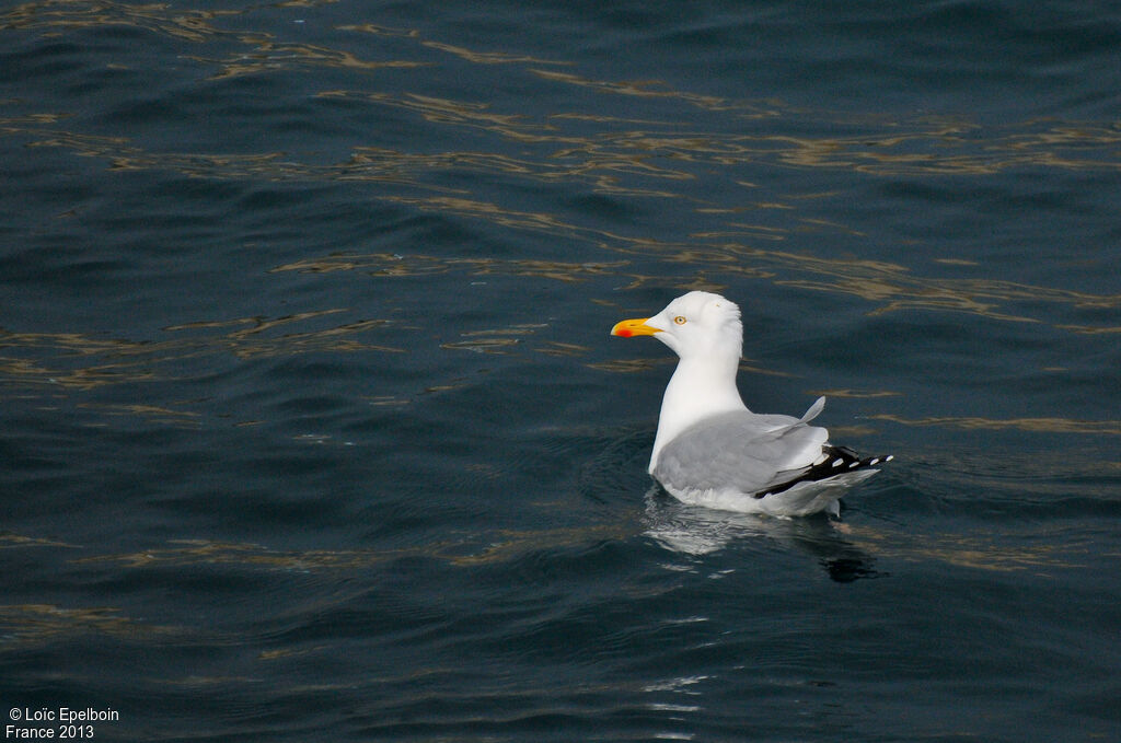 European Herring Gull