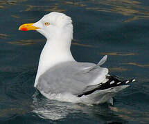 European Herring Gull