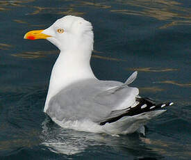 Goéland argenté