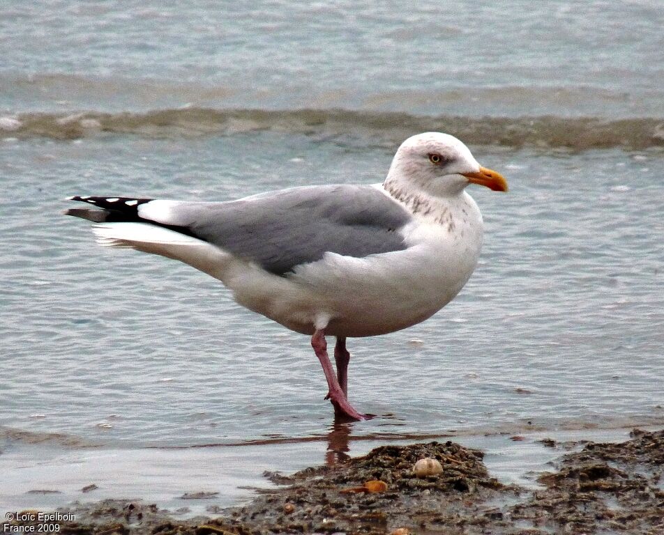 Goéland argenté