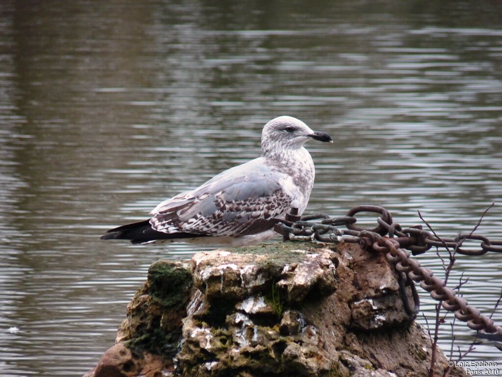 European Herring Gull