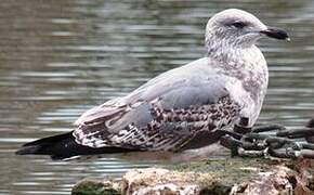 European Herring Gull