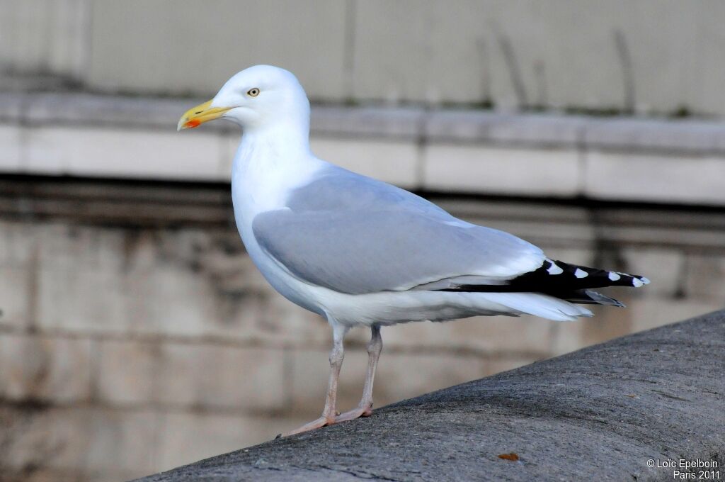 Goéland argenté