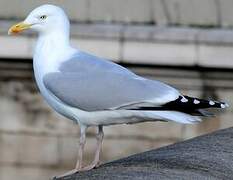 European Herring Gull