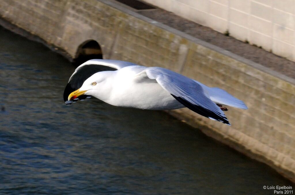 European Herring Gull