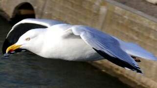 European Herring Gull