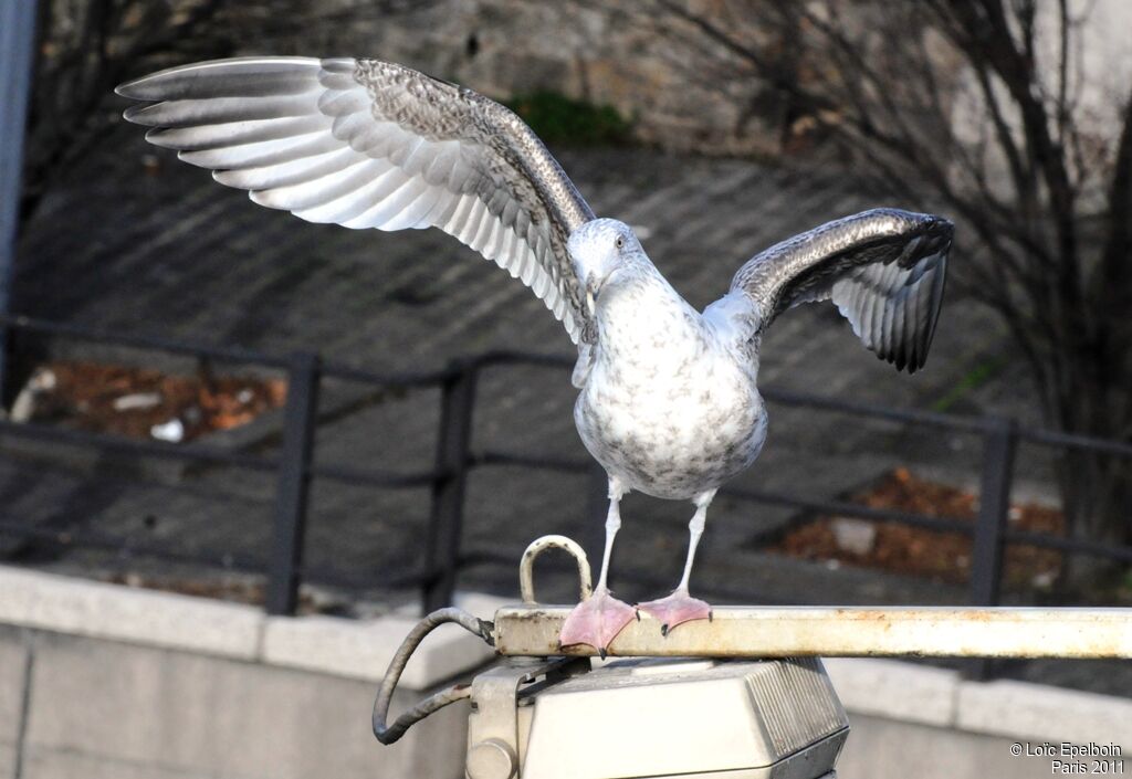 European Herring Gull