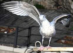 European Herring Gull