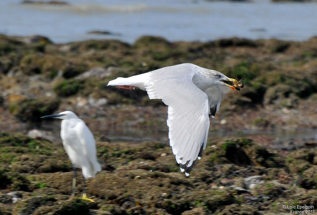 European Herring Gull