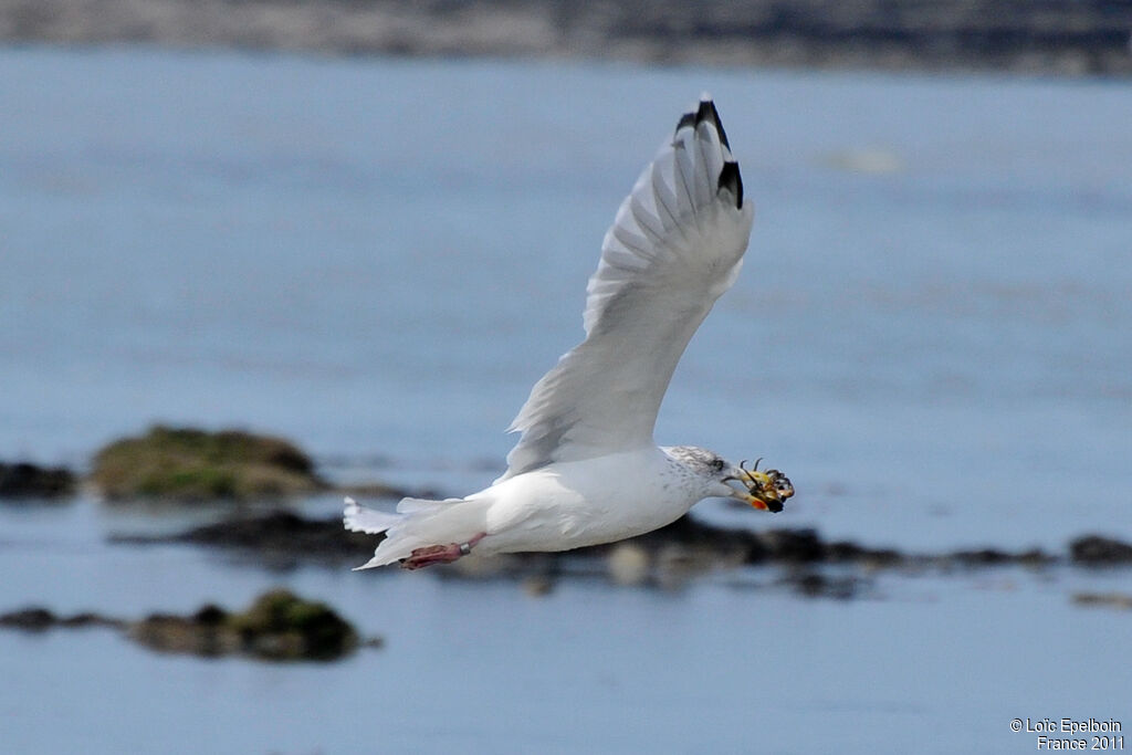 European Herring Gull