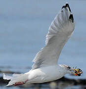 European Herring Gull