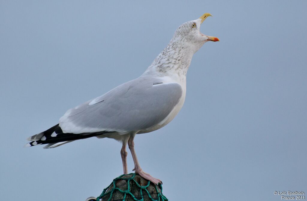 Goéland argenté, identification, Comportement