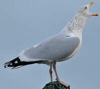 European Herring Gull